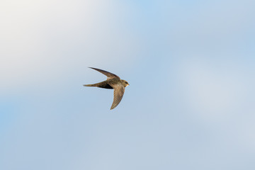 Common swift (Apus apus) flying