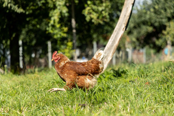 Free range organic chickens poultry in a country farm, germany