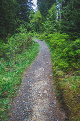 Fototapeta na wymiar Walkway in forest at Harz Mountains National Park, Germany