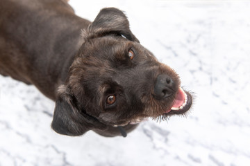 Mixed breed black terrier with mouth open on a marble background
