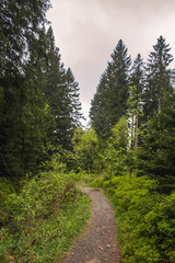 Fototapeta na wymiar Walkway in forest at Harz Mountains National Park, Germany