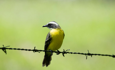Social Flycatcher (Myiozetetes similis)