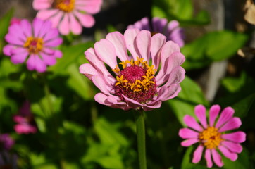 Obraz premium colorful zinnia flowers blooming in field