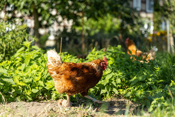 Free range organic chickens poultry in a country farm, germany