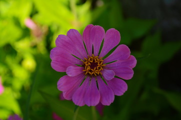 colorful zinnia flowers blooming in field