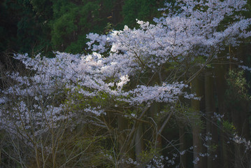 山桜