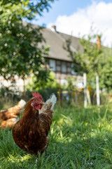 Free range organic chickens poultry in a country farm, germany