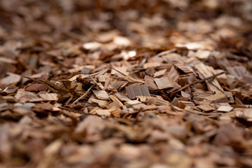 アドベンチャー　ウッドチップ