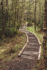 Wooden walkway in forest at Harz Mountains National Park, Germany