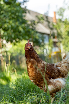Free range organic chickens poultry in a country farm, germany