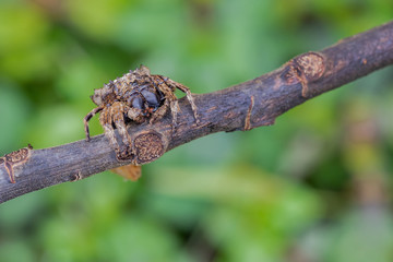 Jumping Spider on the blurred background