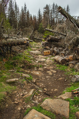 Little river in forest at Harz Mountains National Park, Germany