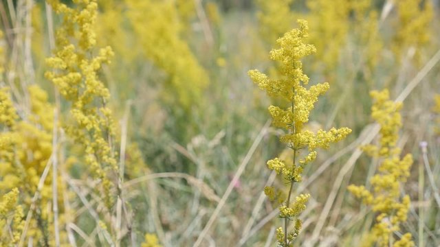 Slow motion swinging of ladys bedstraw Galium verum plant close-up footage