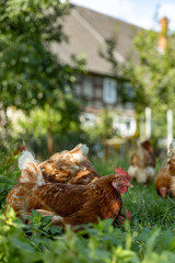 Free range organic chickens poultry in a country farm, germany