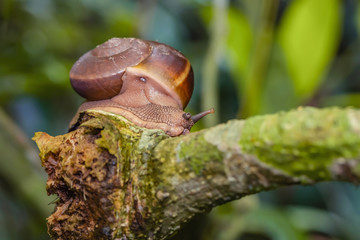 A large snail on the habitat