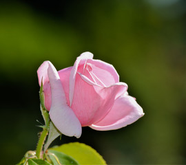 An almost closed flower of the Rosa 'Fr&eacute;d&eacute;ric Mistral'. With a green background.