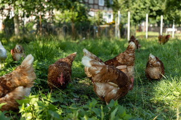 Free range organic chickens poultry in a country farm, germany