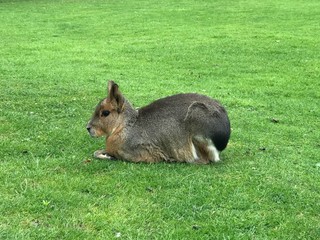 squirrel in the park