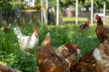 Free range organic chickens poultry in a country farm, germany