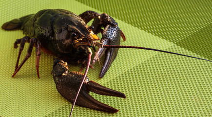 Live cancer on a bright green background.