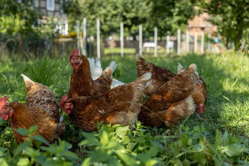 Free range organic chickens poultry in a country farm, germany