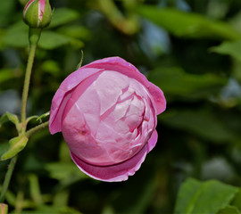 Rosa 'La Reine Victoria' one flower closed one on bloom.