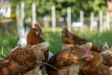 Free range organic chickens poultry in a country farm, germany
