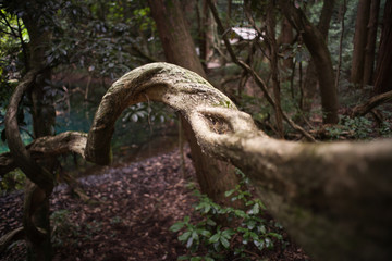 丸池様の神秘的な幹