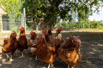 Free range organic chickens poultry in a country farm, germany