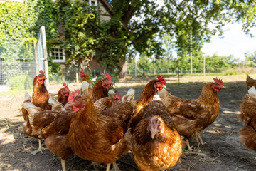 Free range organic chickens poultry in a country farm, germany