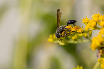 Flying ant on yellow flower
