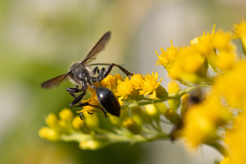 Flying ant on yellow flower