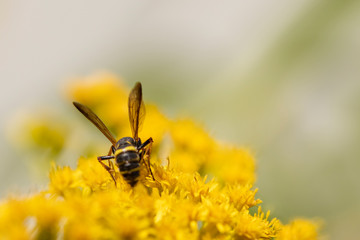 Flying ant on yellow flower