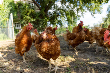 Free range organic chickens poultry in a country farm, germany