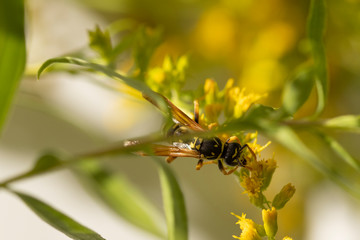 Flying ant on yellow flower