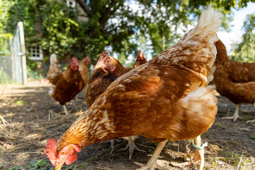 Free range organic chickens poultry in a country farm, germany