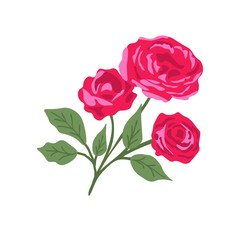 Isolated rose plant