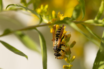 Wasp on yellow flower