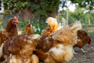 Free range organic chickens poultry in a country farm, germany