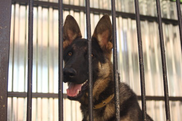 dog in cage