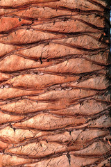 Trunk of sunlit palm tree with regular markings where leaves have been cut off