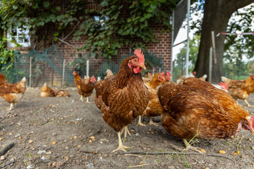 Free range organic chickens poultry in a country farm, germany