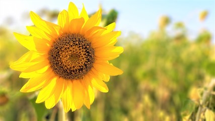field of yellow flowers - sunflowers
