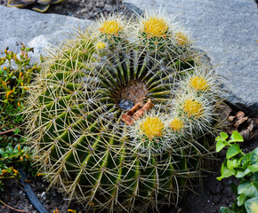 Golden barrel cactus Echinocactus grusonii. A round cactus with yellow flowers and a lot of spines.
