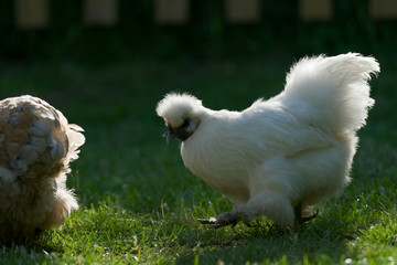 Back lit pet silkie chicken walks on grass at sunset