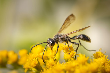 Flying ant on yellow flower