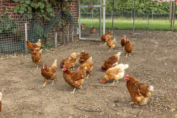 Free range organic chickens poultry in a country farm, germany