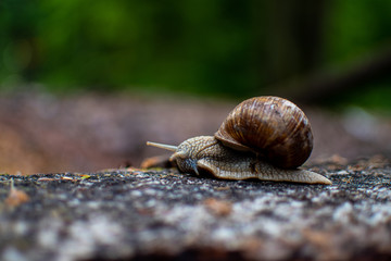Schnecke