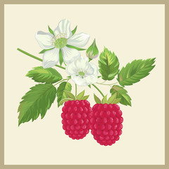 Organic collection. Vector illustration with raspberry fruit and flowers on a white background