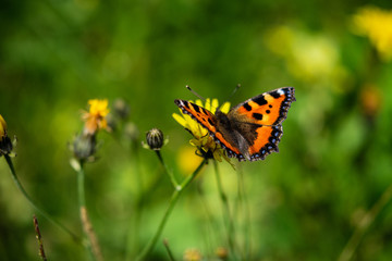 Schmetterling